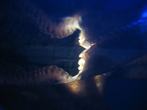Octopus